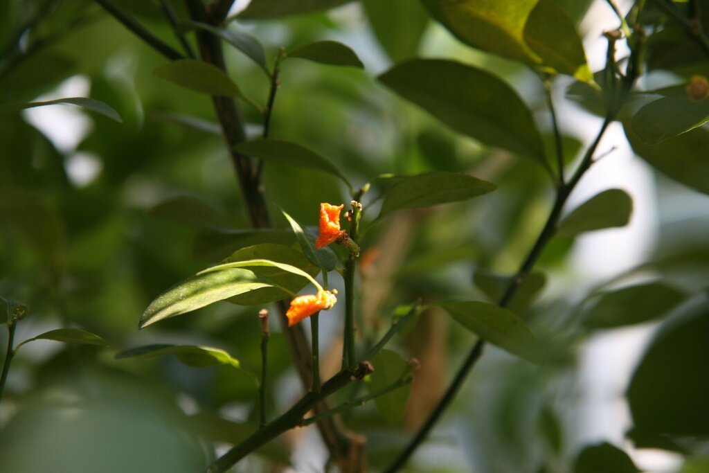 Calamansi fruit used in Filipino sawsawan dipping sauces