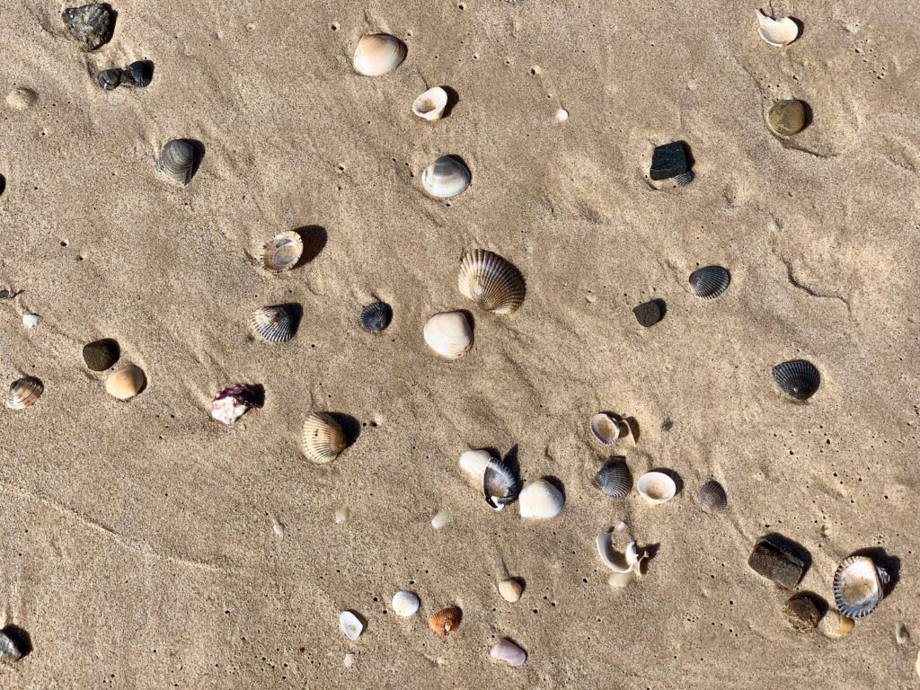 Seashells on a tropical sandy beach