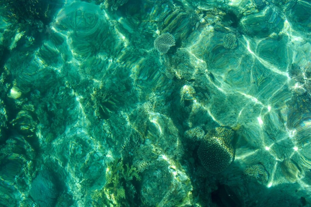 Coral in Bacuit Bay, El Nido