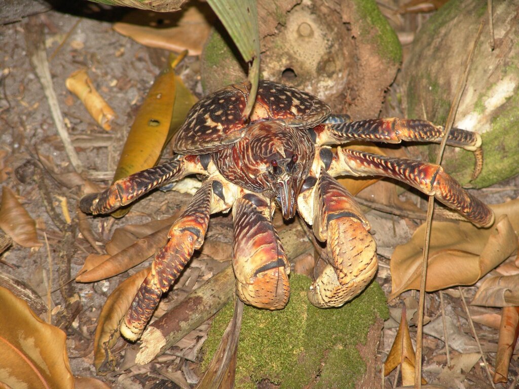 Coconut crab (Birgus latro) on the ground