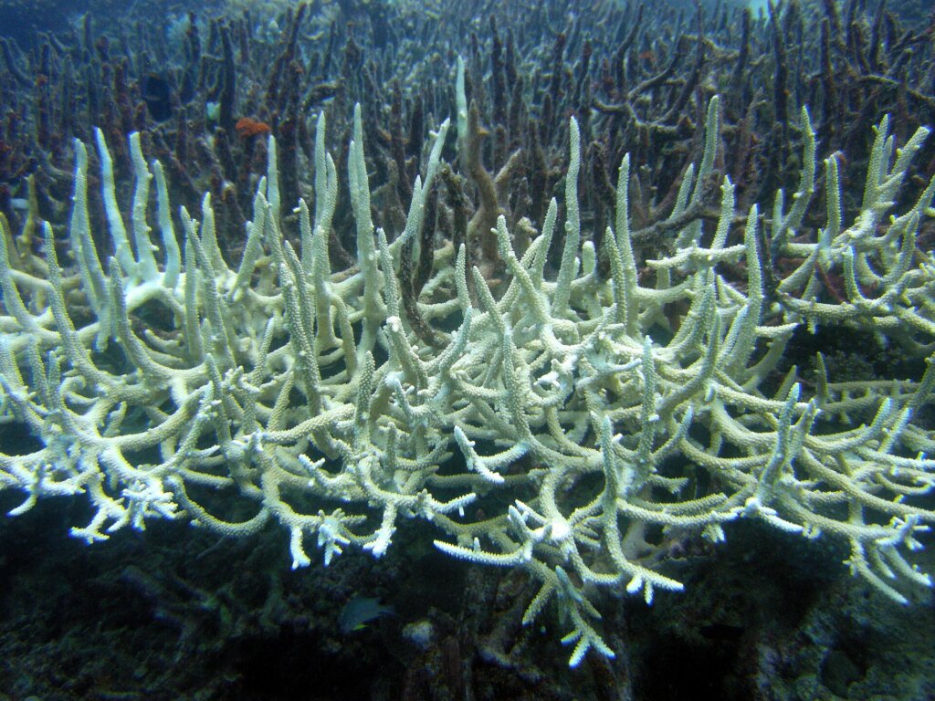 Bleached staghorn coral on a reef