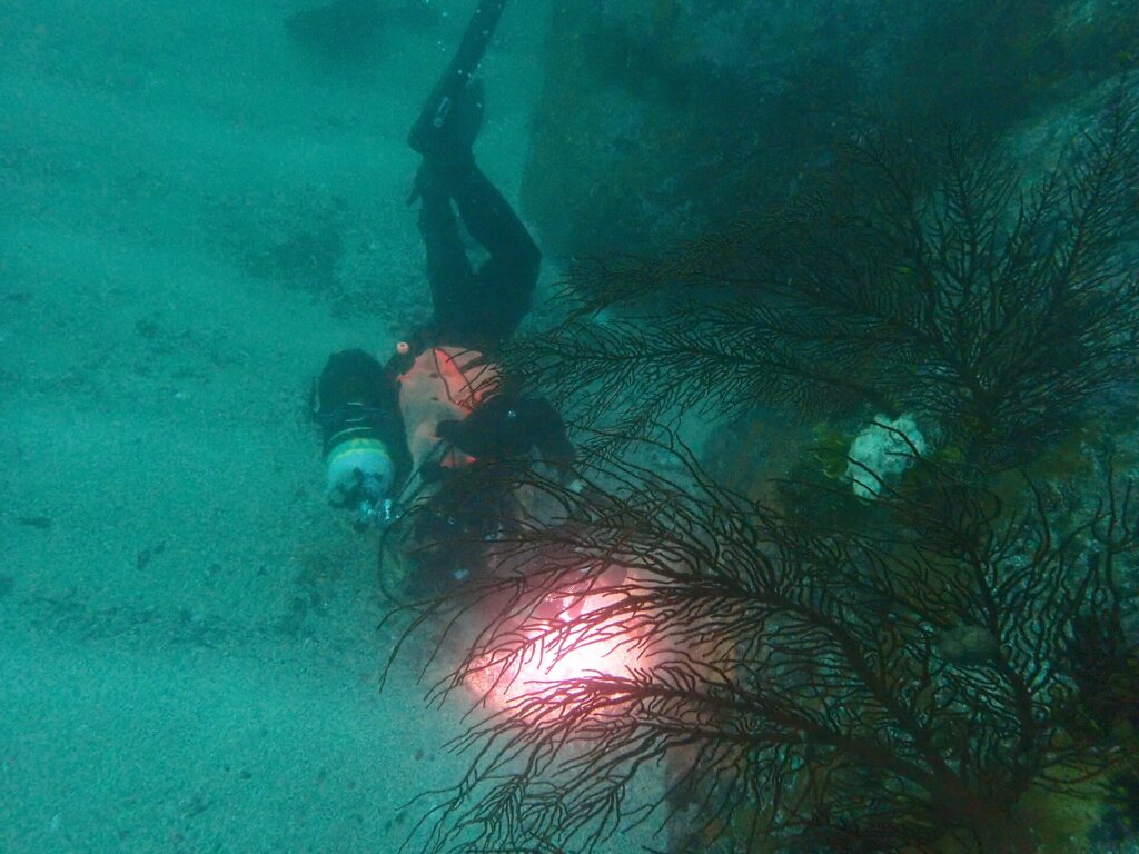 Scuba diver among sea fans on a tropical reef