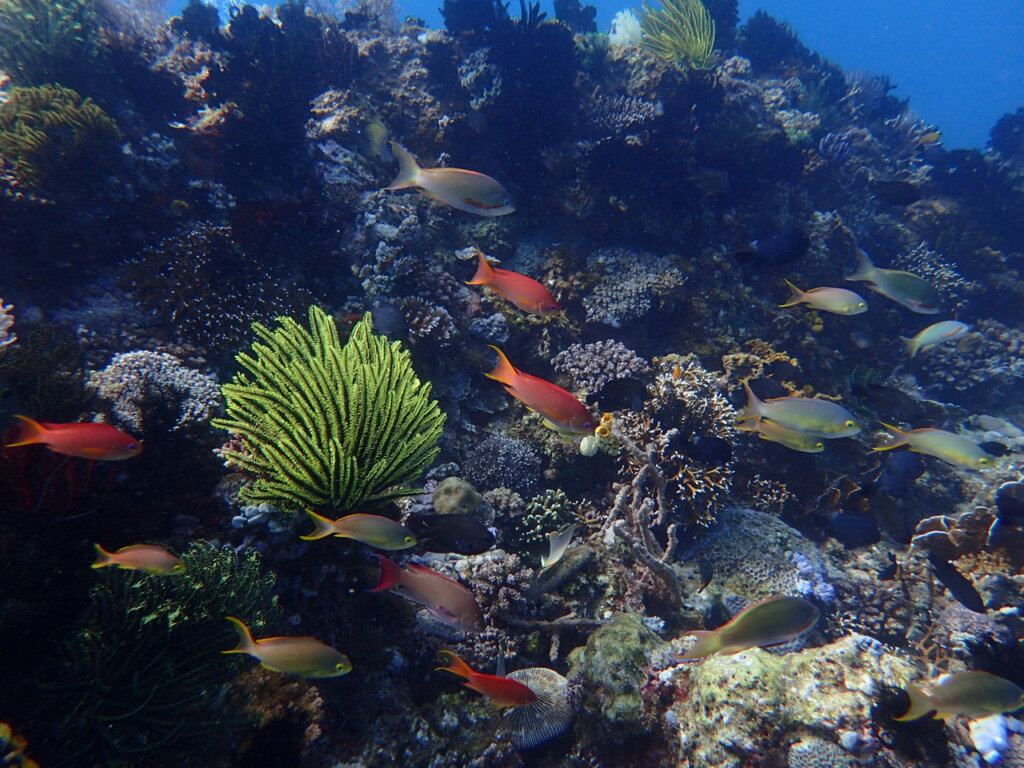El Nido Diving Certification
