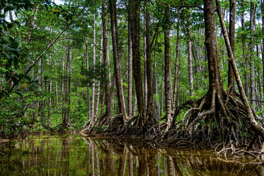 Mangroves in Palawan explored on an eco-friendly boat tour