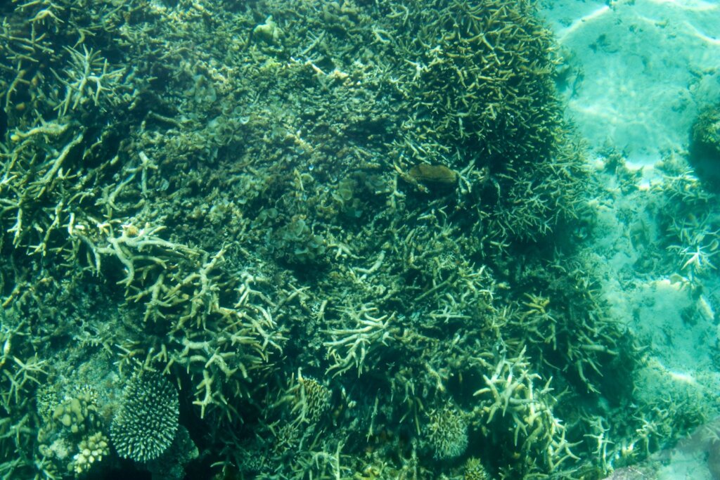El Nido Environmental Fee 2026: Cost & Where to Pay