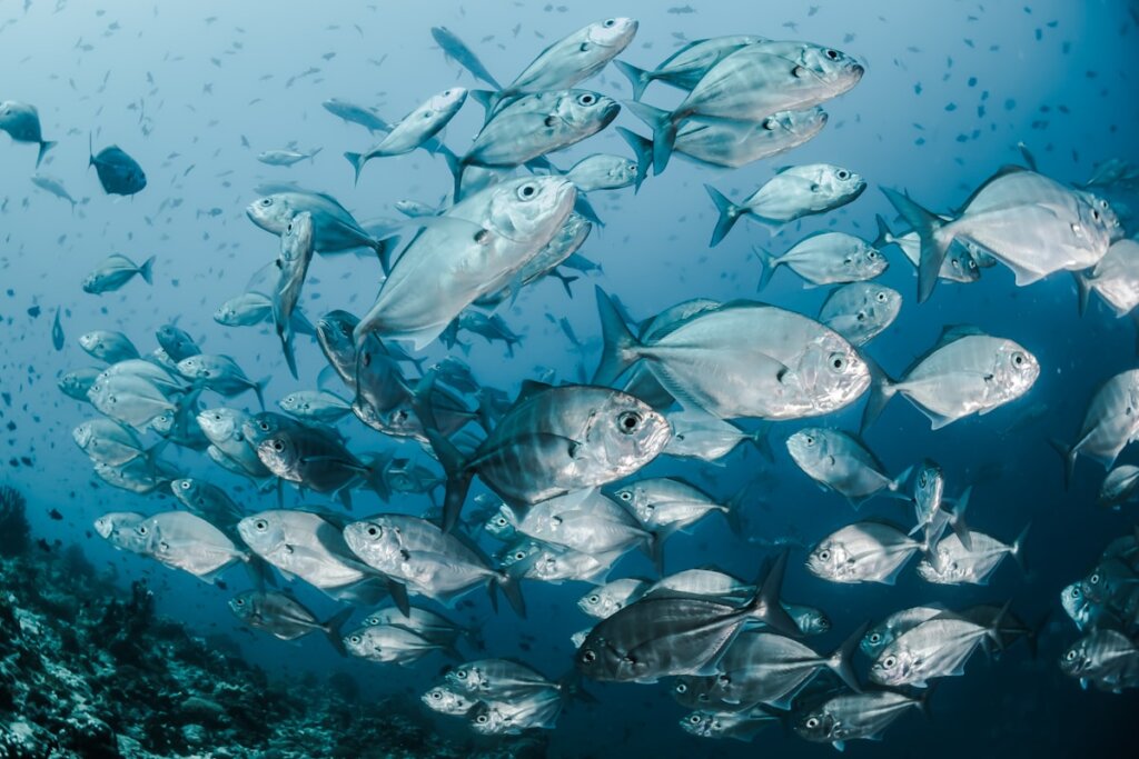 Freediver descending into clear blue water over coral reef in El Nido Palawan Philippines