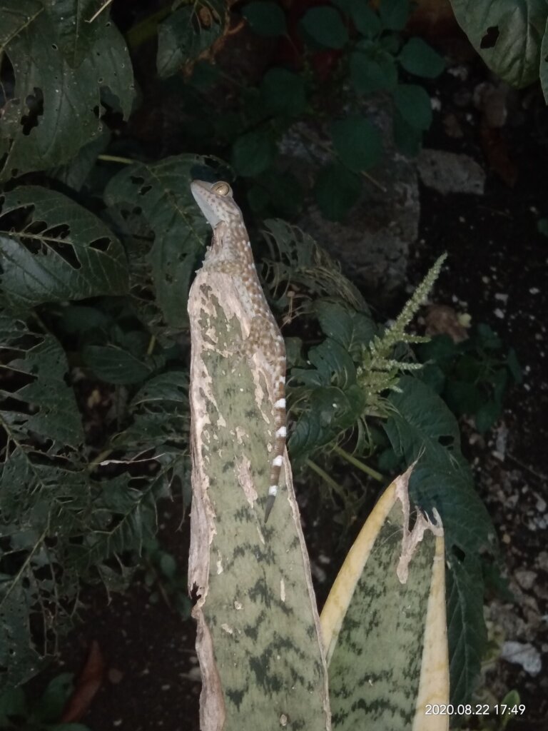 Tokay gecko clinging to a wall