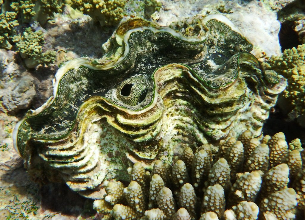 Giant clam (Tridacna maxima) on a coral reef
