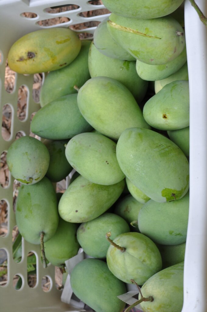 Mangoes in El Nido: Where to Buy & Eat Them