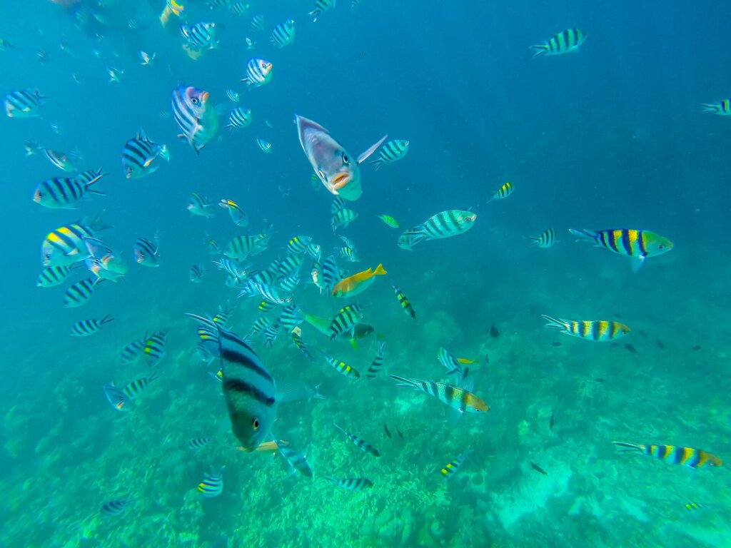 Underwater scene off Palawan Philippines