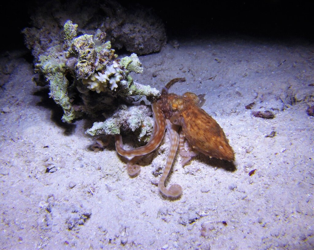 Octopus on a reef during a night dive, cephalopod spotting in El Nido