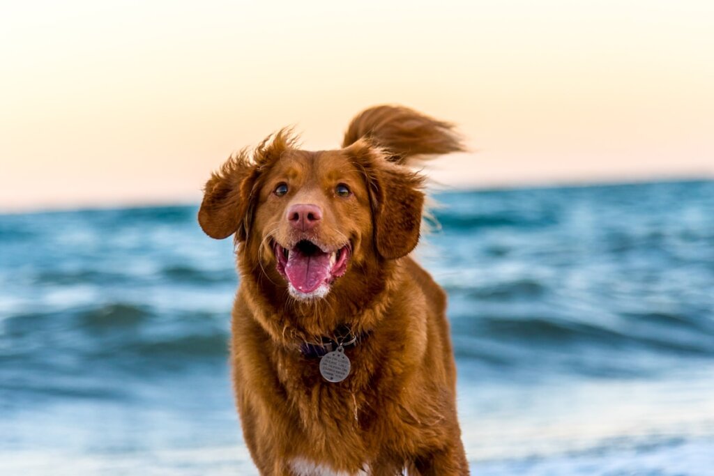 Dog on a tropical beach in El Nido, Palawan