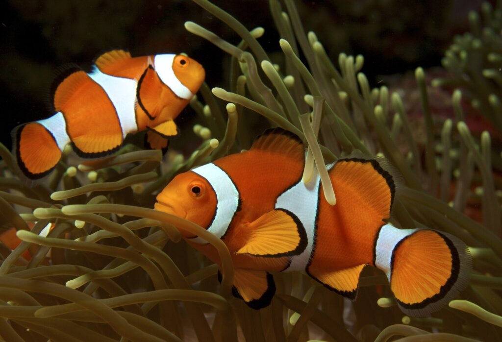Clown anemonefish in a sea anemone, a common reef fish in El Nido
