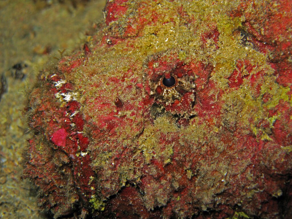 Reef stonefish Synanceia verrucosa camouflaged on the reef
