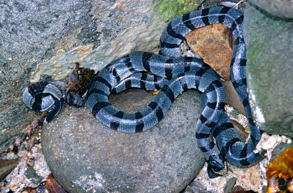 Banded sea krait swimming over a reef