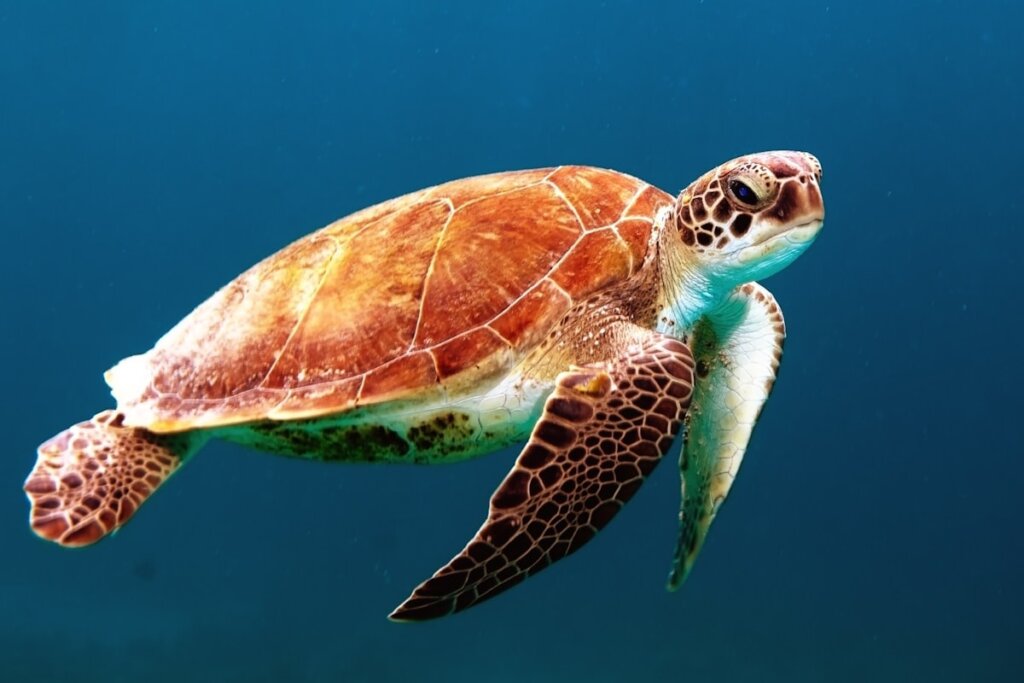 Green sea turtle swimming gracefully over coral reef in El Nido Palawan Philippines Marine Protected Area