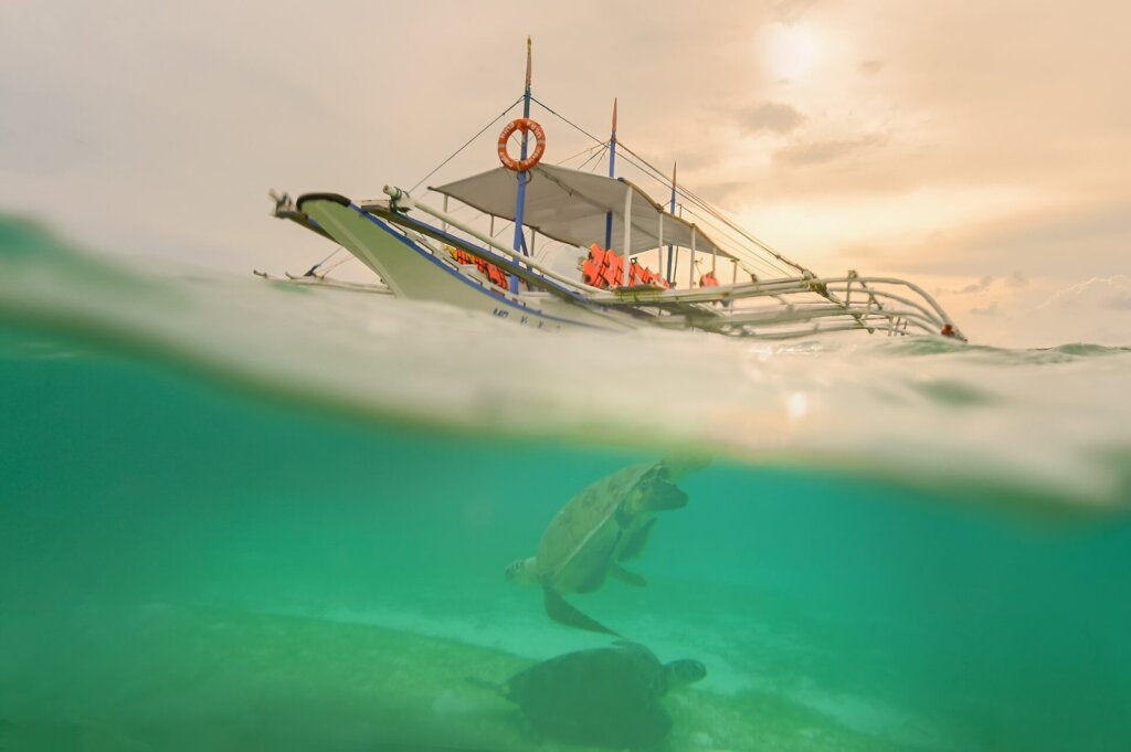Green sea turtle swimming in Palawan, Philippines
