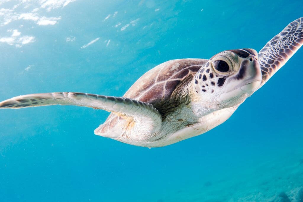 Sea turtle swimming in clear blue water near El Nido, Palawan