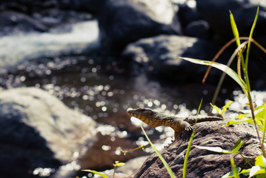 Asian water monitor lizard in the Philippines