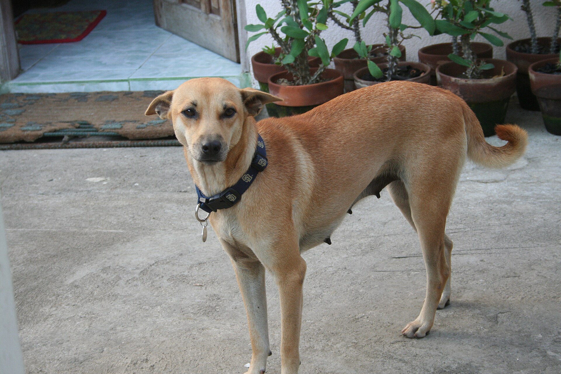 A Filipino askal street dog resting outdoors in the Philippines