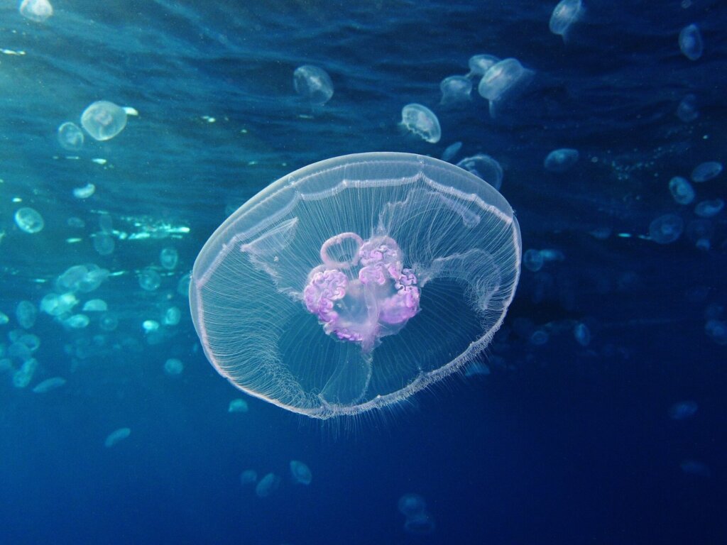 Jellyfish Stings in El Nido: First Aid Steps