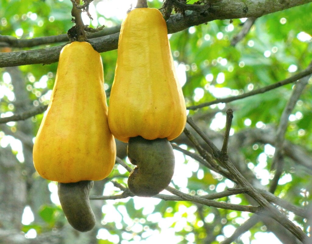 Roasted cashew nuts, a popular Palawan food souvenir