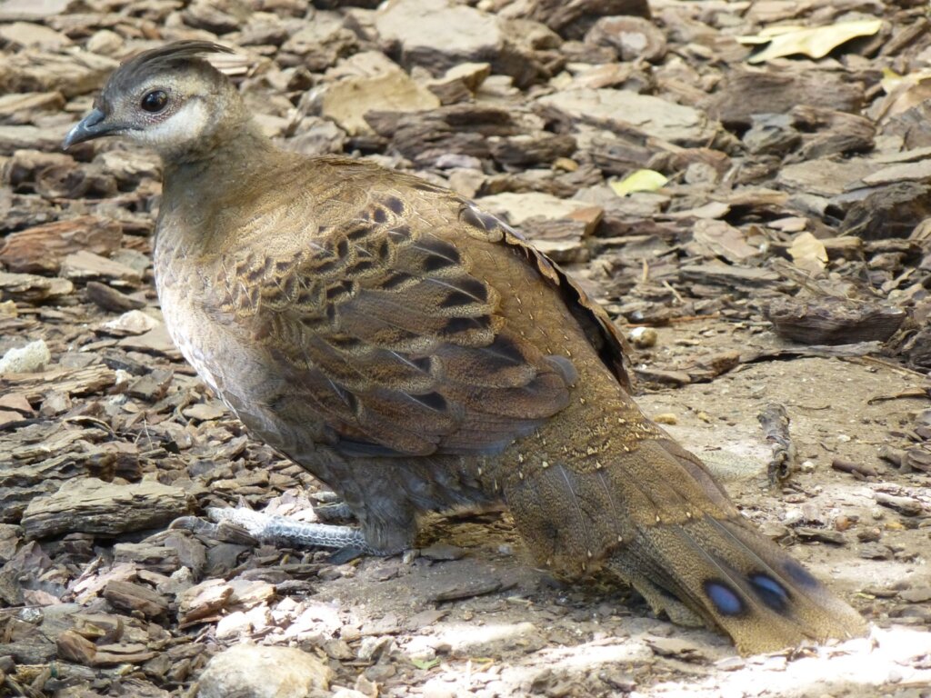 Palawan’s Endemic Wildlife: A Traveler’s 2026 Guide